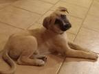 Adopt Ruffles a Anatolian Shepherd