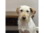 Adopt Chad a Goldendoodle