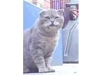 Adopt Tom (Urgent socializer foster/adopter needed) a American Shorthair