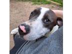 Adopt Salt a English Pointer, Pit Bull Terrier