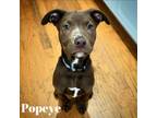 Adopt Popeye a Chocolate Labrador Retriever