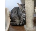 Adopt Bob a American Shorthair