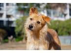 Adopt Brownie a Norwich Terrier, Mixed Breed