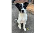 Adopt Baxter a Border Collie, Black Labrador Retriever