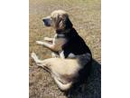 Adopt Clark a American Foxhound, Black Labrador Retriever