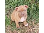 Adopt Velasco a Boxer, Pit Bull Terrier