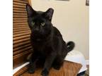 Adopt Shadow a Domestic Short Hair