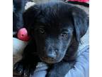 Adopt Bacon a Black Labrador Retriever