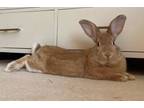 Adopt Benjamin a Bunny Rabbit