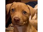 Adopt Newton a Yellow Labrador Retriever, American Staffordshire Terrier