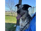 Adopt Lenny a Cattle Dog