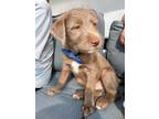 Adopt Chewy a Irish Terrier