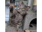 Adopt Tommy Boy a Domestic Short Hair