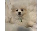 Pomeranian Puppy for sale in Greeley, CO, USA
