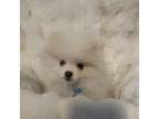 Pomeranian Puppy for sale in Greeley, CO, USA