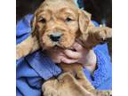Golden Retriever Puppy for sale in Staplehurst, NE, USA