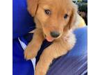 Golden Retriever Puppy for sale in Crouse, NC, USA