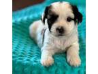 Shorkie Tzu Puppy for sale in Bovey, MN, USA