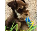 Schnauzer (Miniature) Puppy for sale in Cincinnati, OH, USA