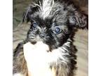 Affenpinscher Puppy for sale in Talihina, OK, USA