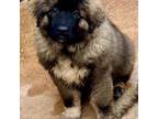 Mutt Puppy for sale in Addison, TX, USA