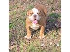 Olde English Bulldogge Puppy for sale in Roanoke, VA, USA