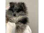 Pomeranian Puppy for sale in Greeley, CO, USA