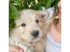 Mutt Puppy for sale in Prescott, WA, USA