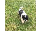 Shih Tzu Puppy for sale in Loxley, AL, USA