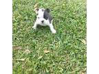Boston Terrier Puppy for sale in Loxley, AL, USA