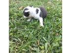 Boston Terrier Puppy for sale in Loxley, AL, USA