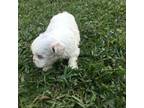 Shih Tzu Puppy for sale in Loxley, AL, USA
