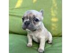 French Bulldog Puppy for sale in Conroe, TX, USA