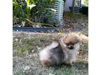 Pomeranian Puppy for sale in Riverside, CA, USA