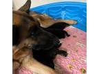 German Shepherd Dog Puppy for sale in Lambertville, NJ, USA