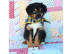 Miniature Australian Shepherd Puppy for sale in Berryville, AR, USA