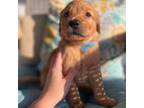 Golden Retriever Puppy for sale in Saint Petersburg, FL, USA