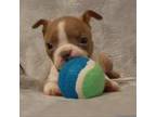 Boston Terrier Puppy for sale in Champaign, IL, USA