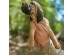 AKC Male Bloodhound