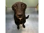 Adopt Skippy a Black Labrador Retriever / Mixed dog in Edinburg, TX (36353147)