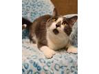 Adopt Mittens a Gray or Blue Domestic Shorthair / Domestic Shorthair / Mixed cat