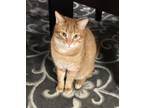 Adopt Pumpkin a Orange or Red Tabby Domestic Shorthair / Mixed (short coat) cat