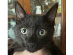 Adopt Izzy a All Black Domestic Shorthair cat in Colmar, PA (38588055)
