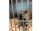Adopt Nova a Domestic Shorthair / Mixed (short coat) cat in Henderson