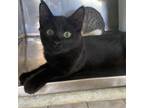 Adopt Maine a All Black Domestic Shorthair / Mixed cat in Vieques, PR (38414925)