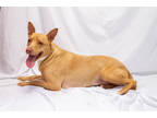 Adopt 159869 a Brindle American Pit Bull Terrier / Mixed Breed (Medium) / Mixed