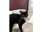 Adopt McFlurry a All Black Domestic Shorthair / Domestic Shorthair / Mixed cat