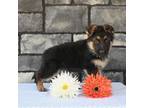 German Shepherd Dog Puppy for sale in Millersburg, OH, USA