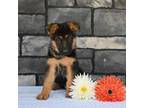 German Shepherd Dog Puppy for sale in Millersburg, OH, USA