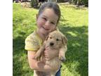 Golden Retriever Puppy for sale in Robinson, TX, USA